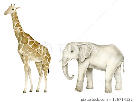 Watercolor safari animal illustration set with giraffe and elephant. Minimal tropical clipart for nursery interiors, kids wallpaper, posters, textile prints and educational materials. Watercolor safari animal illustration set with giraffe and elephant. Minimal tropical clipart for nursery interiors, kids wallpaper, posters, textile prints and educational materials. 136714122