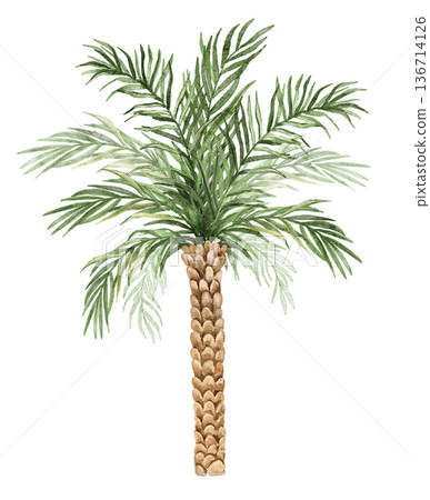 Watercolor coconut palm tree with detailed textured trunk and long green fronds. Botanical illustration of Cocos nucifera for tropical decor, nursery wall art, textile print, mural design, poster Watercolor coconut palm tree with detailed textured trunk and long green fronds. Botanical illustration of Cocos nucifera for tropical decor, nursery wall art, textile print, mural design, poster 136714126
