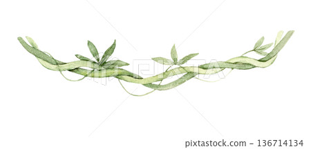 Watercolor tropical liana vine with elongated green leaves. Botanical hanging plant element for jungle scene, safari nursery decor, wallpaper border, textile print, mural composition or poster design. Watercolor tropical liana vine with elongated green leaves. Botanical hanging plant element for jungle scene, safari nursery decor, wallpaper border, textile print, mural composition or poster design. 136714134