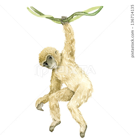 Watercolor gibbon hanging from green leaf with raised arm and long curved limbs. Tropical primate illustration for wallpaper, textile print, nursery decor, packaging and wildlife themed interiors. Watercolor gibbon hanging from green leaf with raised arm and long curved limbs. Tropical primate illustration for wallpaper, textile print, nursery decor, packaging and wildlife themed interiors. 136714135