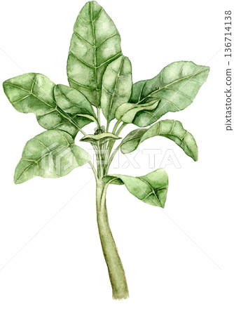 Watercolor banana plant with broad light green leaves. Tropical foliage illustration suitable for wallpaper, textile print, nursery decor, surface design, packaging and interior projects. Watercolor banana plant with broad light green leaves. Tropical foliage illustration suitable for wallpaper, textile print, nursery decor, surface design, packaging and interior projects. 136714138