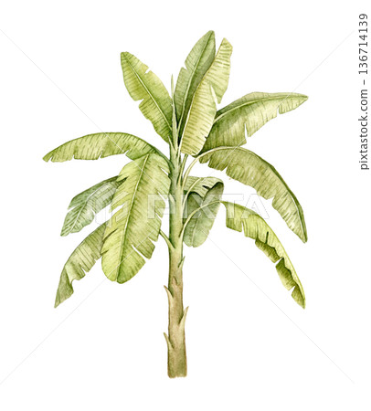 Palm tree with tall trunk and wide leaves watercolor illustration. Decorative tropical element suitable for kids rooms, wallpapers, wall murals, textile prints, posters and interior decoration. 136714139