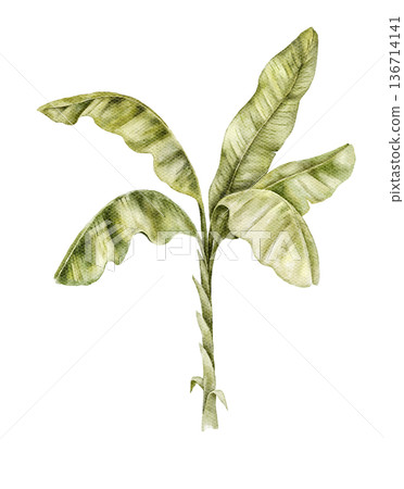 Watercolor young banana palm with wide light green leaves. Botanical illustration suitable for tropical nursery decor, safari mural, wallpaper design, textile print, poster or packaging graphics. 136714141