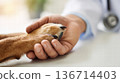 Veterinarian Holding Dog Paw With Care And Compassion During Veterinary Checkup 136714403