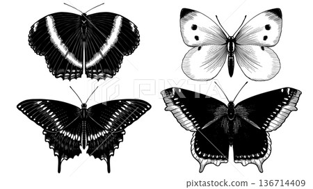 Set of 4 butterflies. Hand drawn illustration of a famous and popular flying insect. Wood cut 136714409
