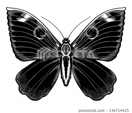 Beautiful oriental owl moth butterfly species. N Hieroglyphica Dr Black and white wood cut looking Beautiful oriental owl moth butterfly species. N Hieroglyphica Dr Black and white wood cut looking 136714425
