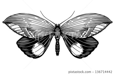 Beautiful oriental owl moth butterfly species. Ph. Consobrina Wsw. Black and white wood cut looking 136714442