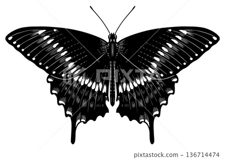 Beautiful swallowtail butterfly species. Black and white wood cut looking style. engraving of a Beautiful swallowtail butterfly species. Black and white wood cut looking style. engraving of a 136714474