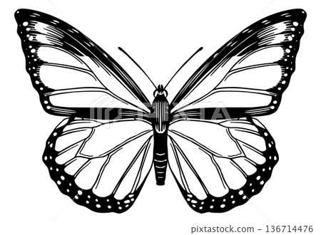 Beautiful monarch butterfly species. Black and white wood cut looking style. engraving of a famous Beautiful monarch butterfly species. Black and white wood cut looking style. engraving of a famous 136714476