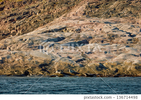 Few navy seals bask on the rocky shore at sunset in Teriberka, Murmansk region, Russia 136714498