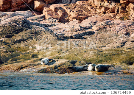 Few navy seals bask on the rocky shore at sunset in Teriberka, Murmansk region, Russia 136714499