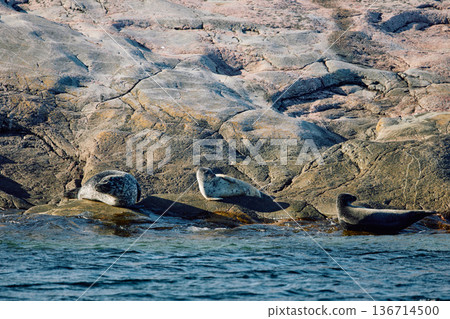 Few navy seals bask on the rocky shore at sunset in Teriberka, Murmansk region, Russia 136714500