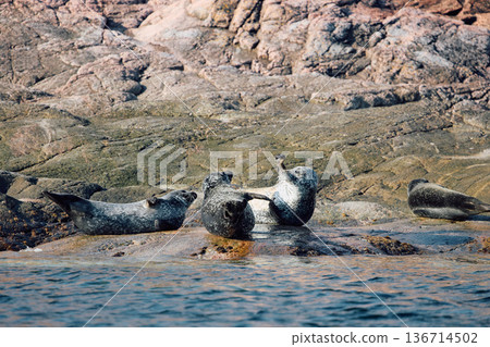 Few navy seals bask on the rocky shore at sunset in Teriberka, Murmansk region, Russia 136714502