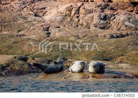 Few navy seals bask on the rocky shore at sunset in Teriberka, Murmansk region, Russia 136714503