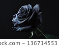 Close-Up Of a Dark Black Rose With Dewy Petals Against a Black Background 136714553