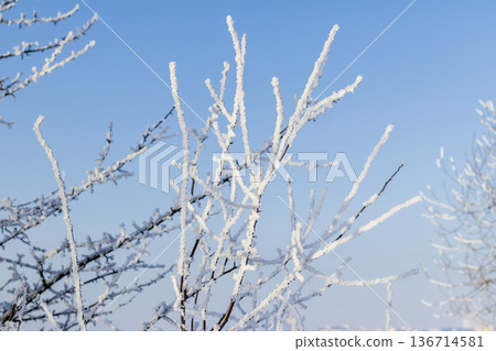 A winter scene with trees covered in hoarfrost under a clear blue sky. A winter scene with trees covered in hoarfrost under a clear blue sky. 136714581