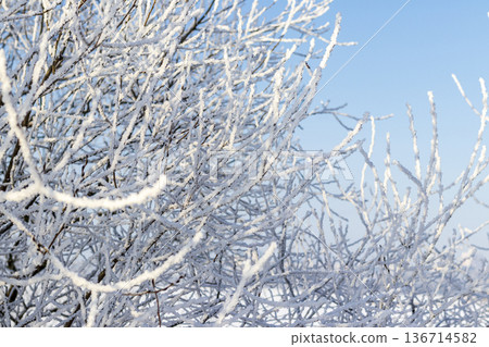 A winter scene with trees covered in hoarfrost under a clear blue sky. A winter scene with trees covered in hoarfrost under a clear blue sky. 136714582