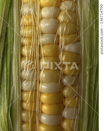 Fresh Sweet Corn Cob Macro Close Up 136714700
