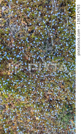 淺藍色花卉圖案 136714765