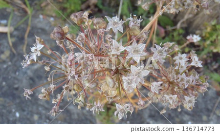 A withered allium that looks like a jellyfish A withered allium that looks like a jellyfish 136714773