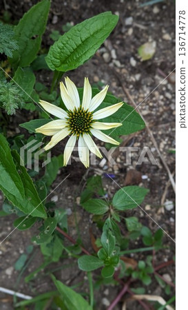 White Echinacea White Echinacea 136714778