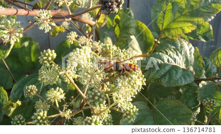 烏多和巨型黃蜂 136714781