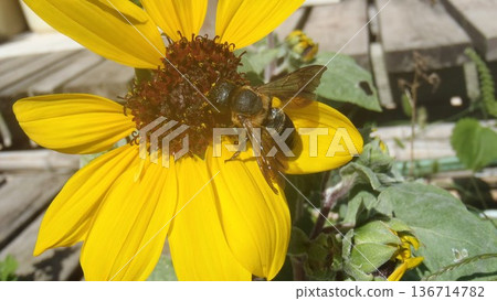 向日葵和蜜蜂 136714782