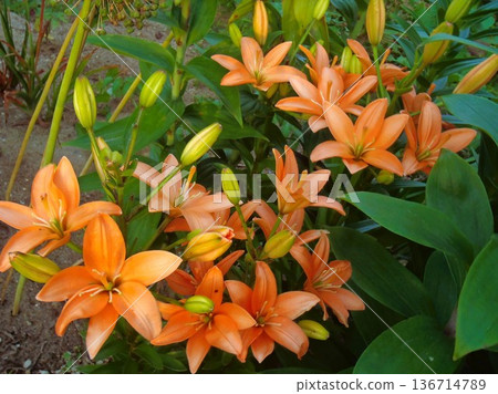 初夏清晨的陽光下,百合花盛開 初夏清晨的陽光下,百合花盛開 136714789