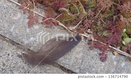 A bird feather that fell on the roadside 136714790