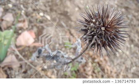 spiky seeds 136714793