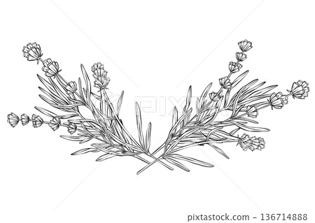 Black vector illustration of lavender branches forming decorative bottom border. Hand drawn linear botanical design in vintage engraving style. Perfect for invitations, frames, cards, logos, and decor 136714888
