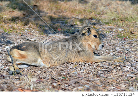 可愛的瑪拉 可愛的瑪拉 136715124