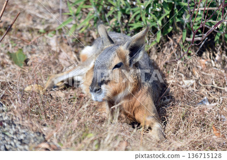 可愛的瑪拉 136715128