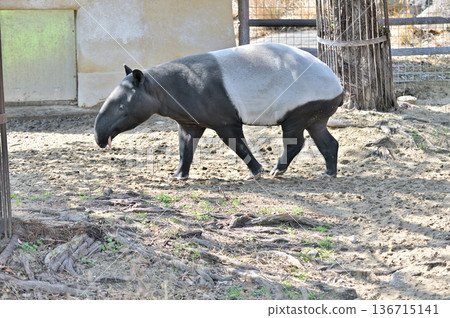 行走的馬來貘 136715141