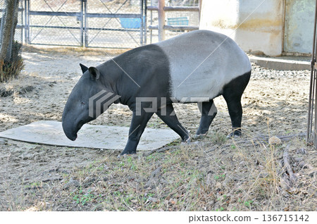 行走的馬來貘 136715142