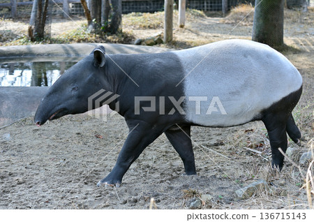 行走的馬來貘 136715143