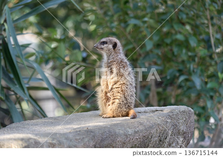 看看Meerkat 136715144