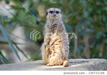 Look at Meerkat Look at Meerkat 136715146