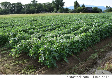 山形縣莊內市大豆田 山形縣莊內市大豆田 136715316