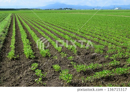 Soybean field Shonai, Yamagata Prefecture 136715317