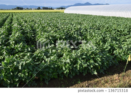 Soybean field Shonai, Yamagata Prefecture Soybean field Shonai, Yamagata Prefecture 136715318