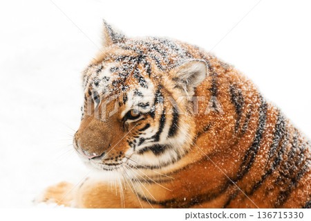 Close-up portrait of a majestic Siberian tiger covered in fresh snowflakes, lying in a white winter landscape looking to the side. High quality photo Close-up portrait of a majestic Siberian tiger covered in fresh snowflakes, lying in a white winter landscape looking to the side. High quality photo 136715330