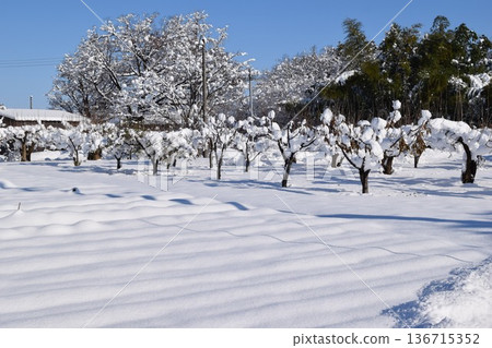 東北地區山形縣莊內的雪景 136715352