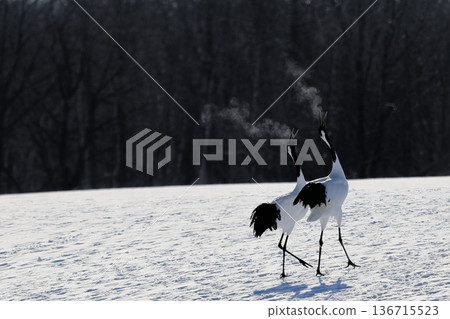 Crowing crane Crowing crane 136715523