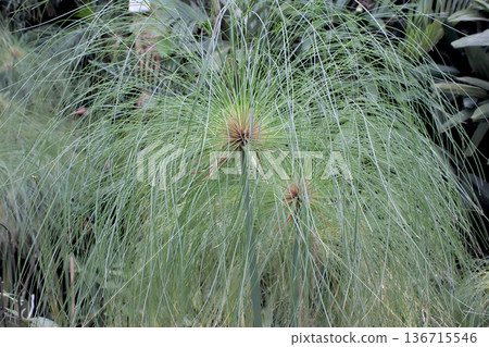葉片纖細、質地天然綠色的紙莎草狀室內植物 葉片纖細、質地天然綠色的紙莎草狀室內植物 136715546