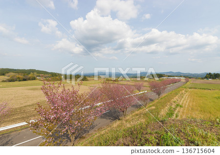 牡丹櫻花樹（大分縣竹田市） 136715604