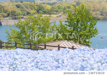 Nemophila and blue sky (Kitsuki City, Oita Prefecture) 136715610