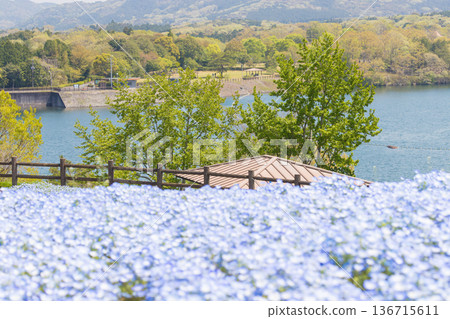 Nemophila and blue sky (Kitsuki City, Oita Prefecture) 136715611