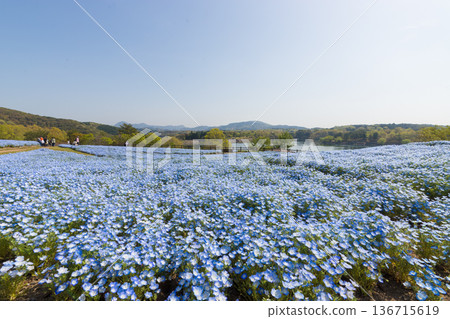 Nemophila and blue sky (Kitsuki City, Oita Prefecture) 136715619