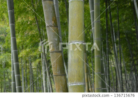 Sengan-en Garden's "Konan Bamboo Grove" (Kagoshima City, Kagoshima Prefecture) Sengan-en Garden's "Konan Bamboo Grove" (Kagoshima City, Kagoshima Prefecture) 136715676
